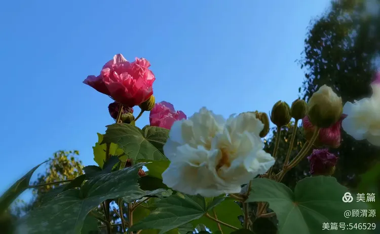诗说芙蓉